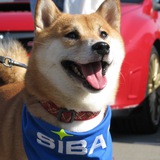 Shiba Inu